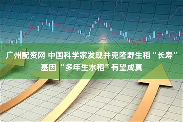 广州配资网 中国科学家发现并克隆野生稻“长寿”基因 “多年生水稻”有望成真